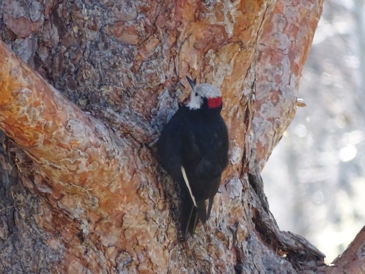 White-headed Woodpecker - Shey Claflin