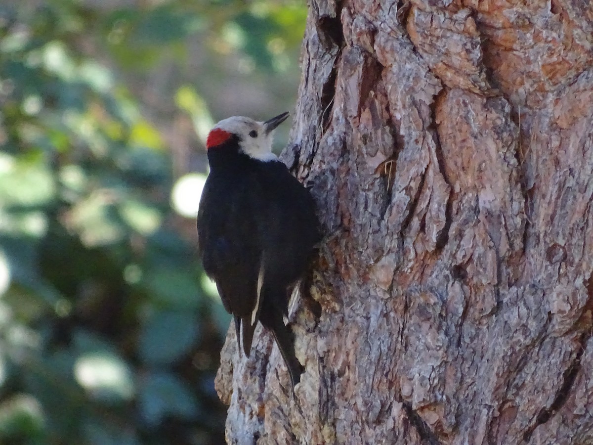 White-headed Woodpecker - Shey Claflin
