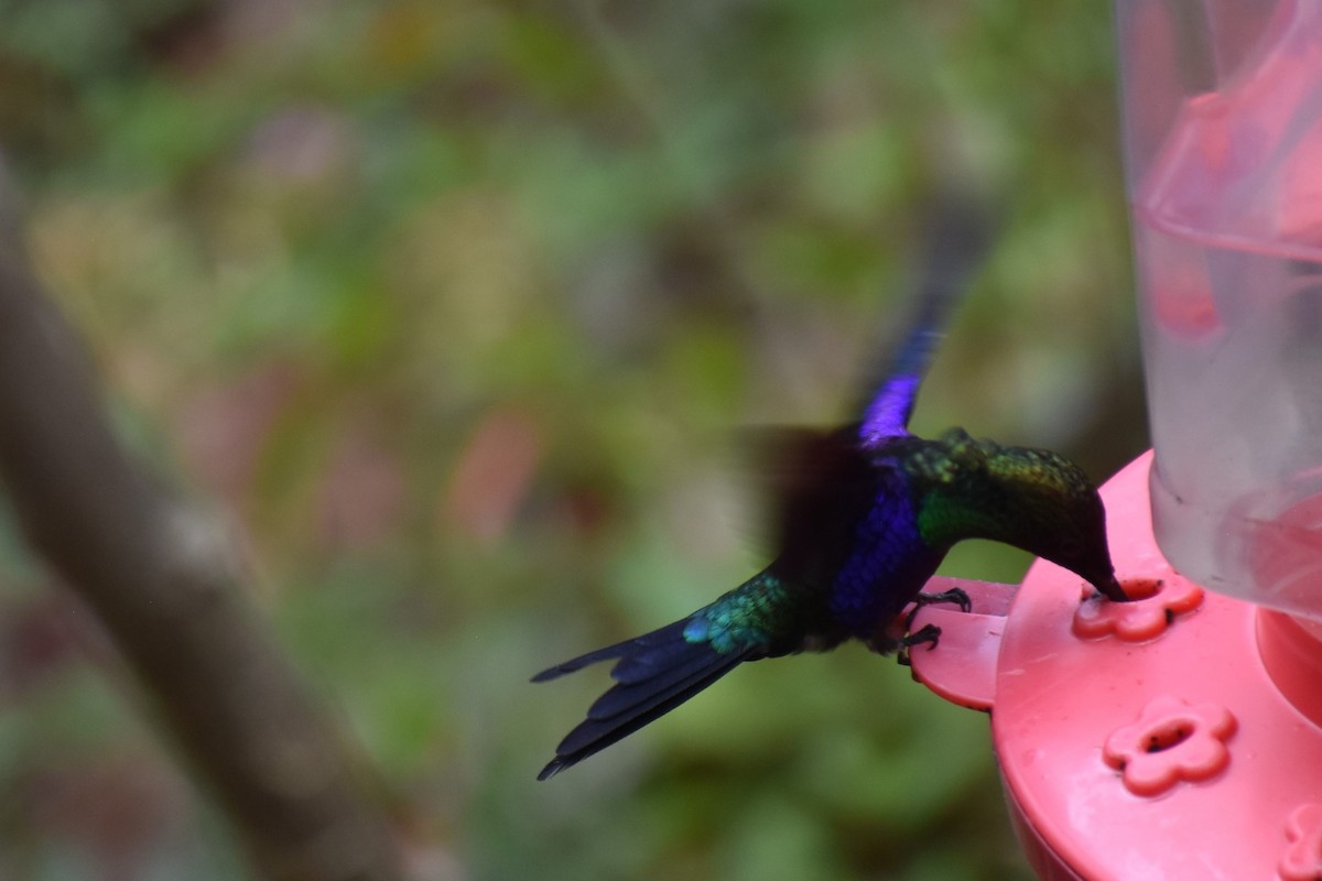 kolibřík vidloocasý (ssp. colombica/rostrifera) - ML613250289