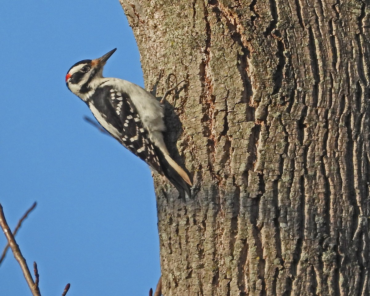 Hairy Woodpecker - ML613250614
