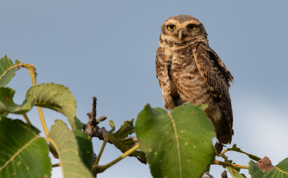 Burrowing Owl - ML613250714