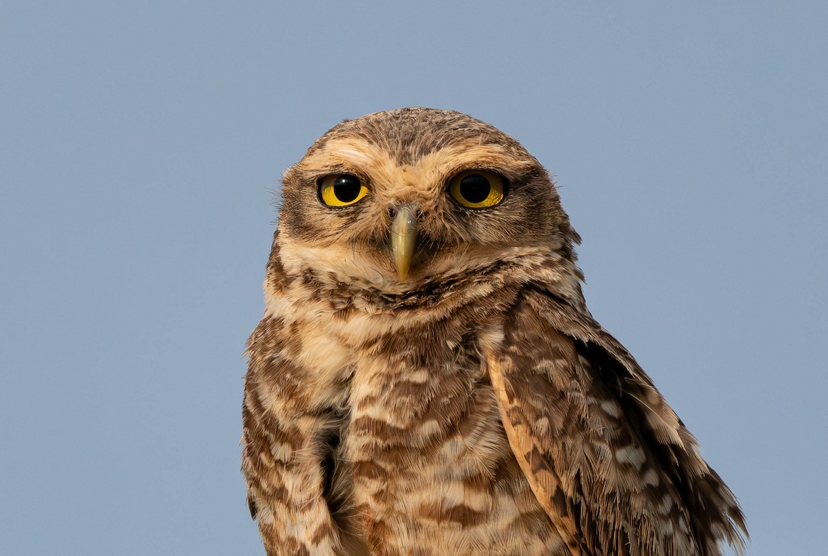 Burrowing Owl - ML613250718