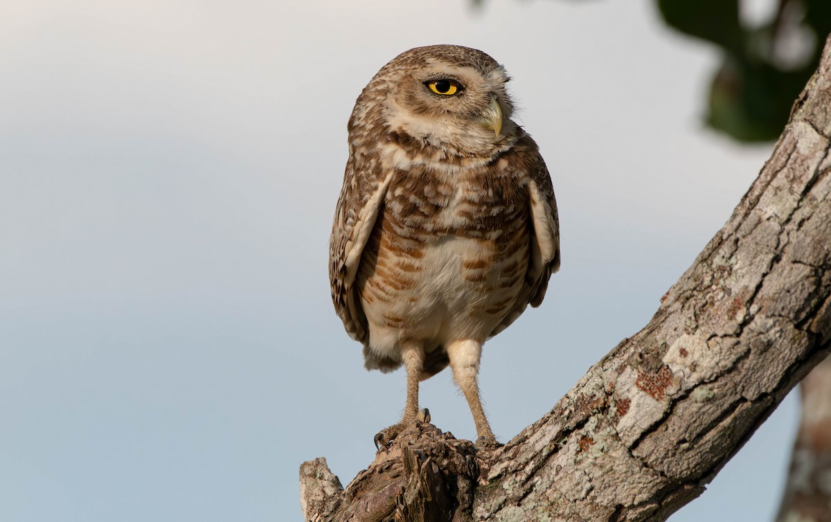 Burrowing Owl - ML613250719