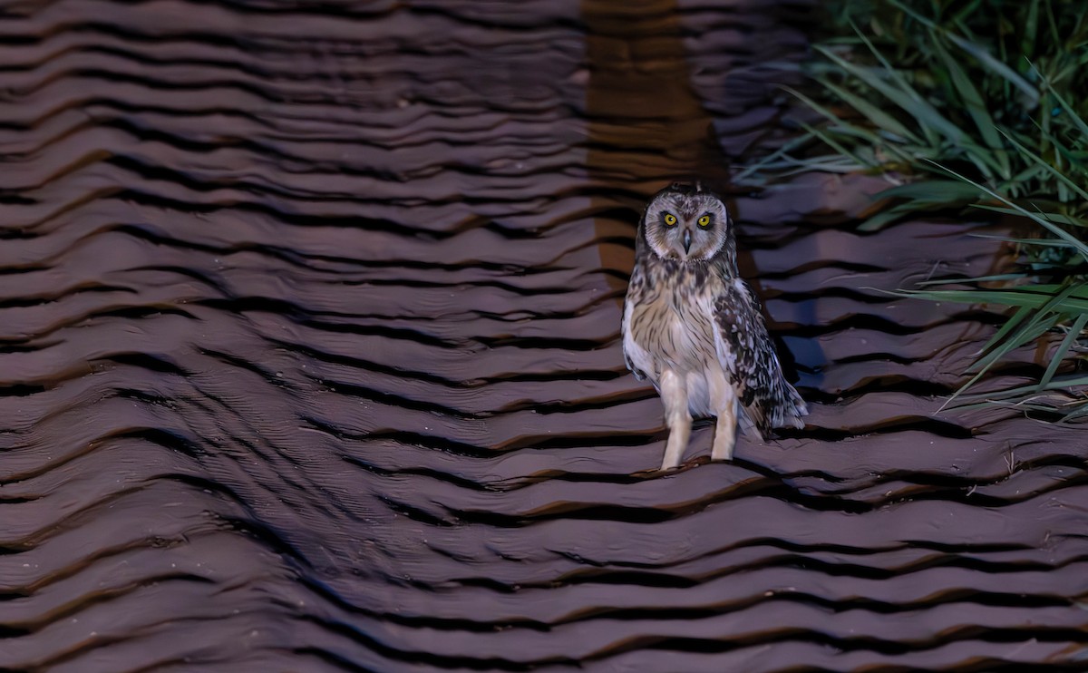 Short-eared Owl - ML613250743