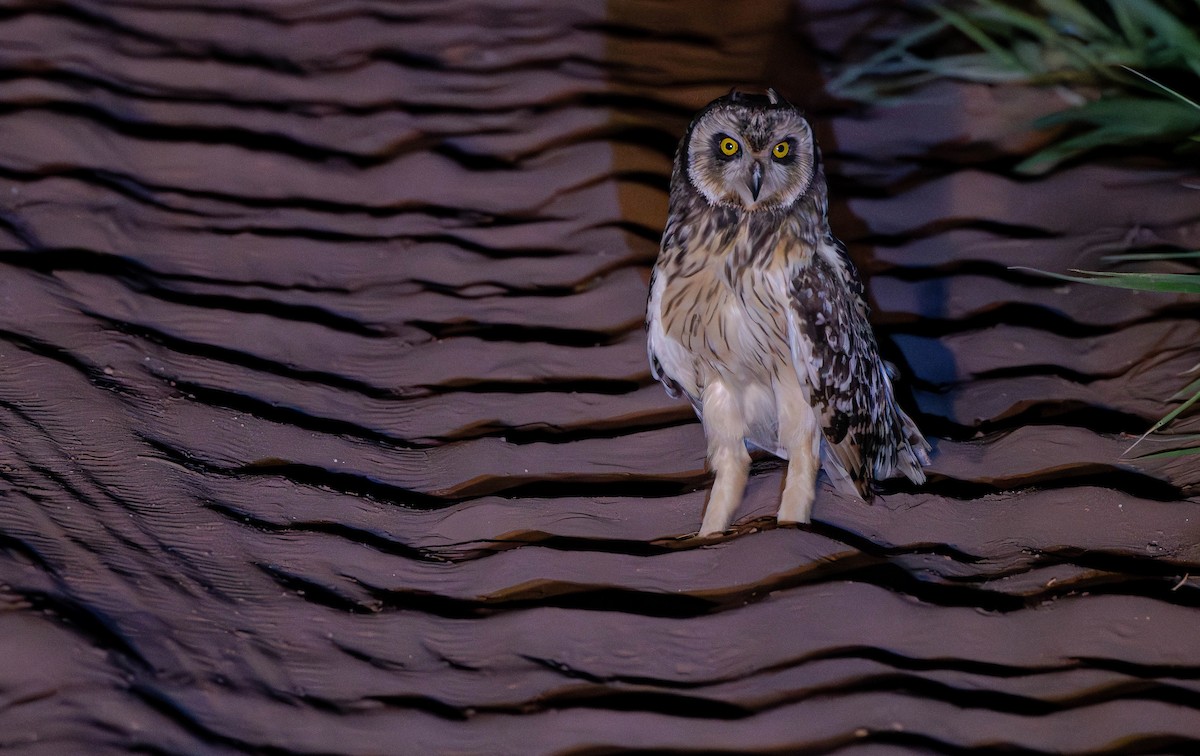 Short-eared Owl - ML613250745
