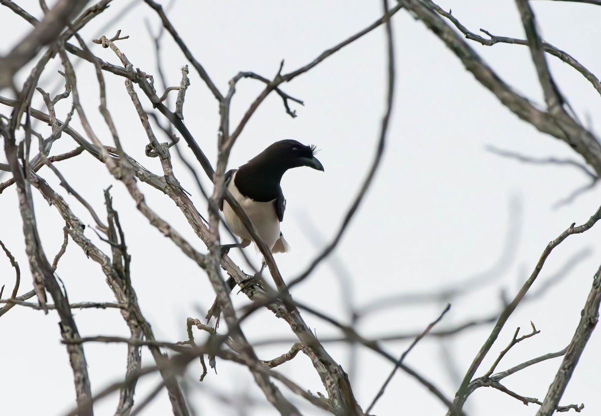 Curl-crested Jay - ML613250758