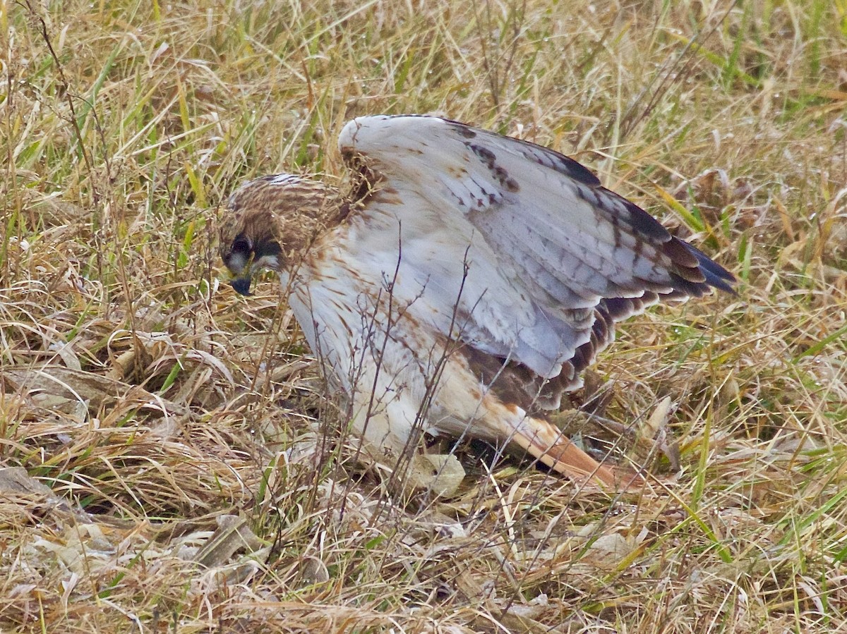 Red-tailed Hawk - ML613250838