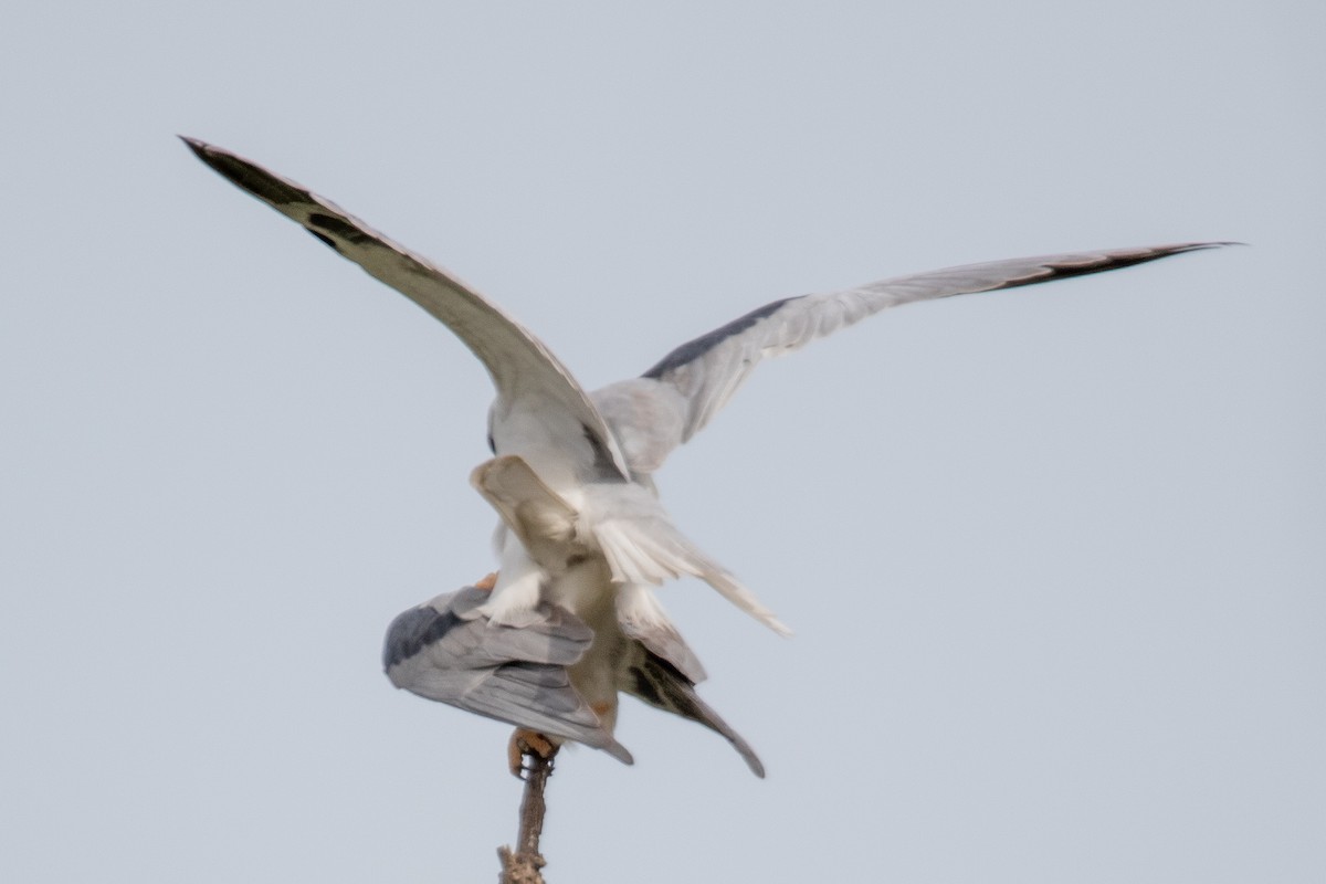 White-tailed Kite - ML613251049