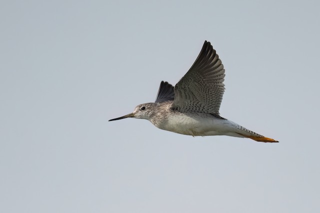 Greater Yellowlegs