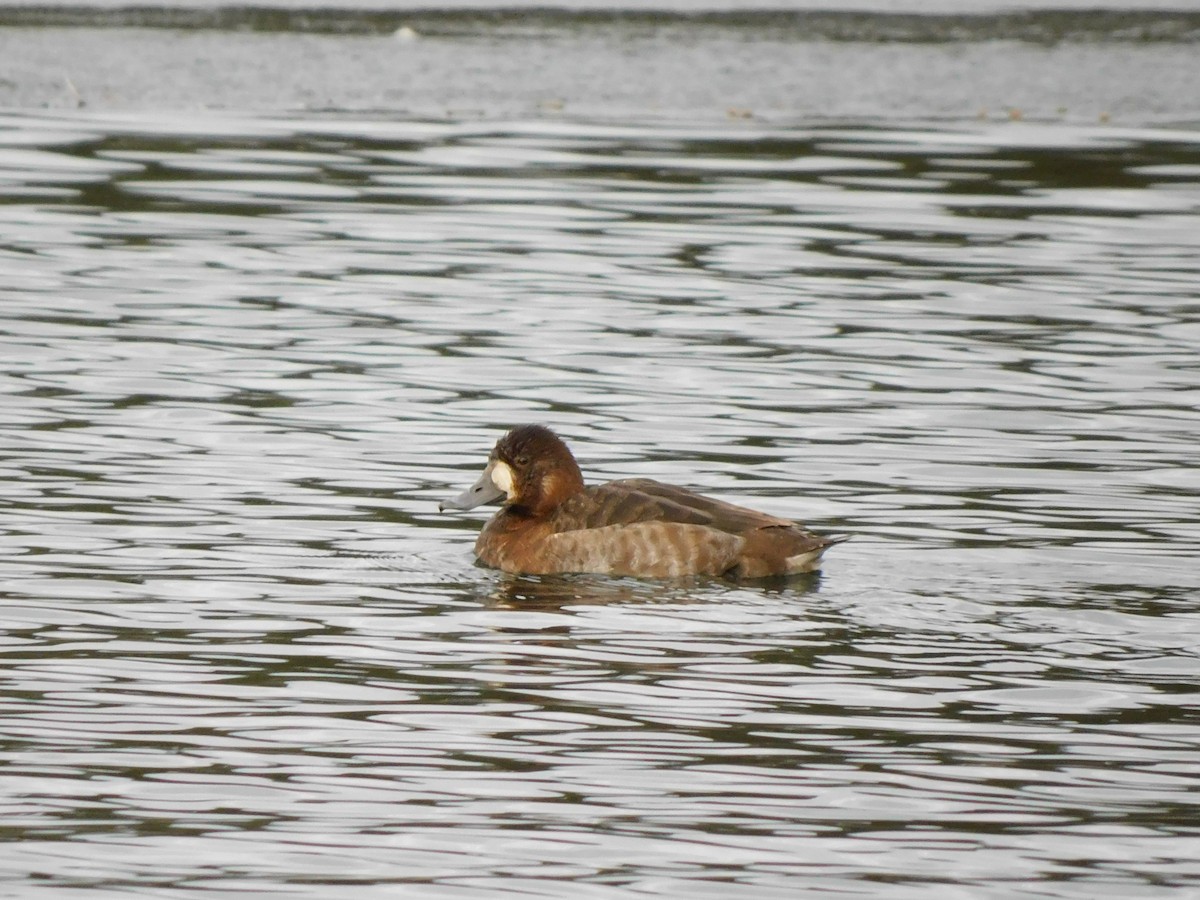 Greater Scaup - Lisa Winslow