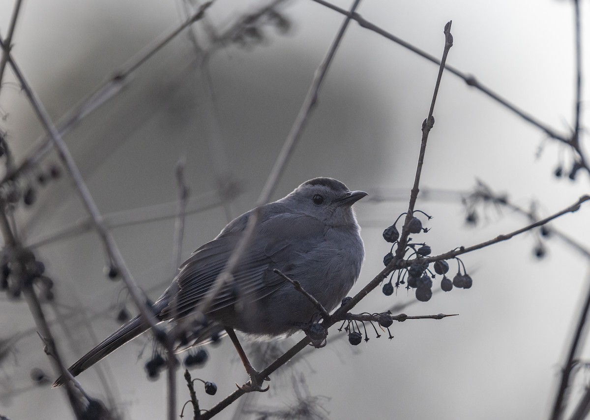 Gray Catbird - Matthew Sabourin