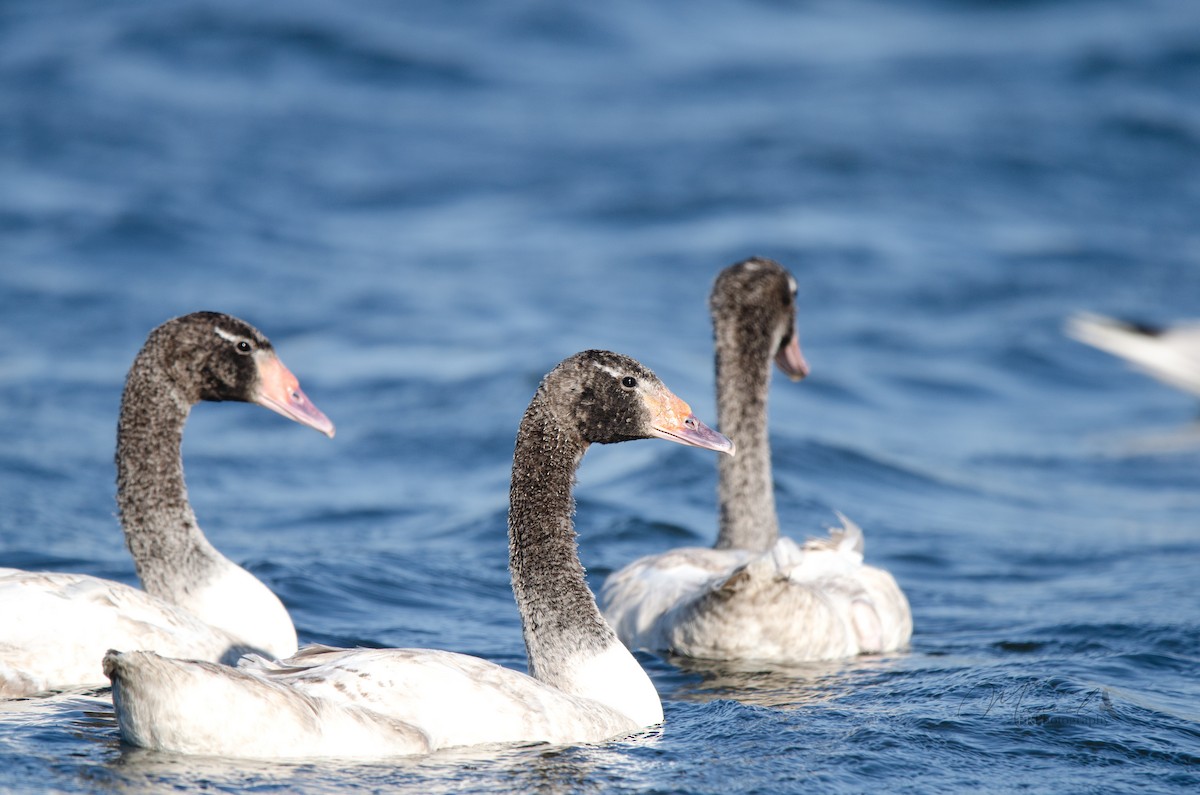 Black-necked Swan - ML613251778