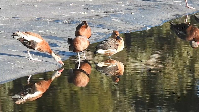 Fulvous Whistling-Duck - ML613251948