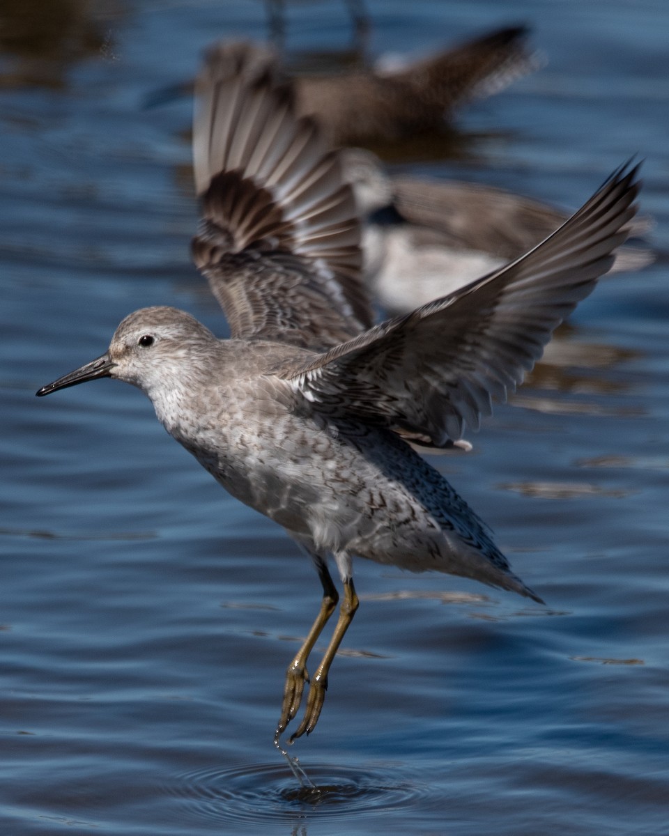 Red Knot - ML613251982
