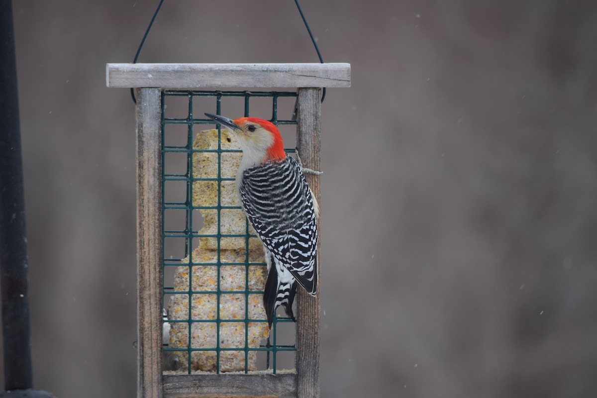 Red-bellied Woodpecker - ML613252191