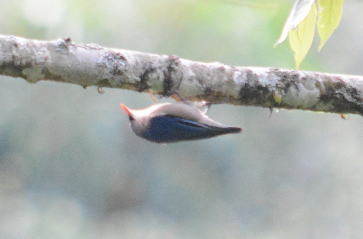 Velvet-fronted Nuthatch - ML613252539