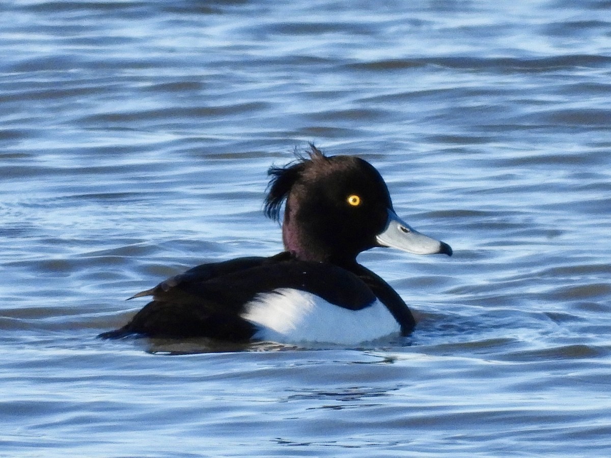 Tufted Duck - ML613252933