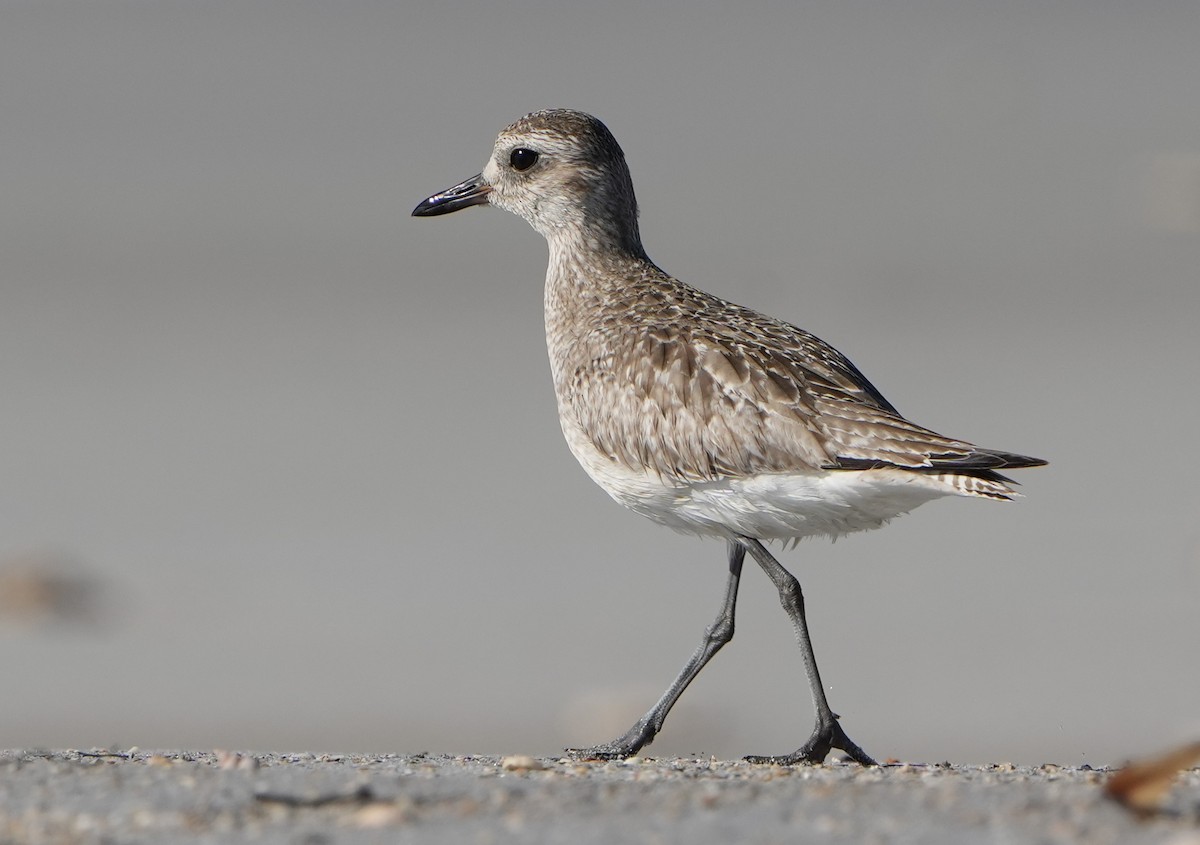 eBird Checklist 31 Dec 2023 Egmont Key NWR 23 species