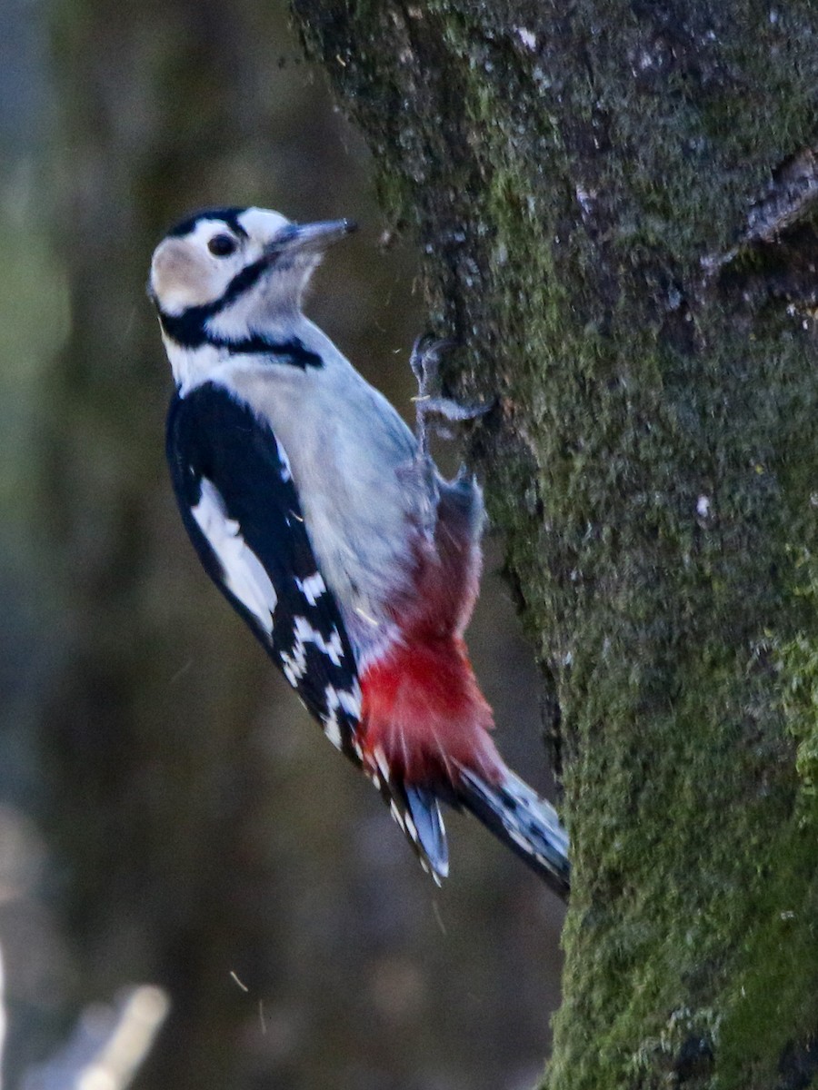 Great Spotted Woodpecker - ML613253110