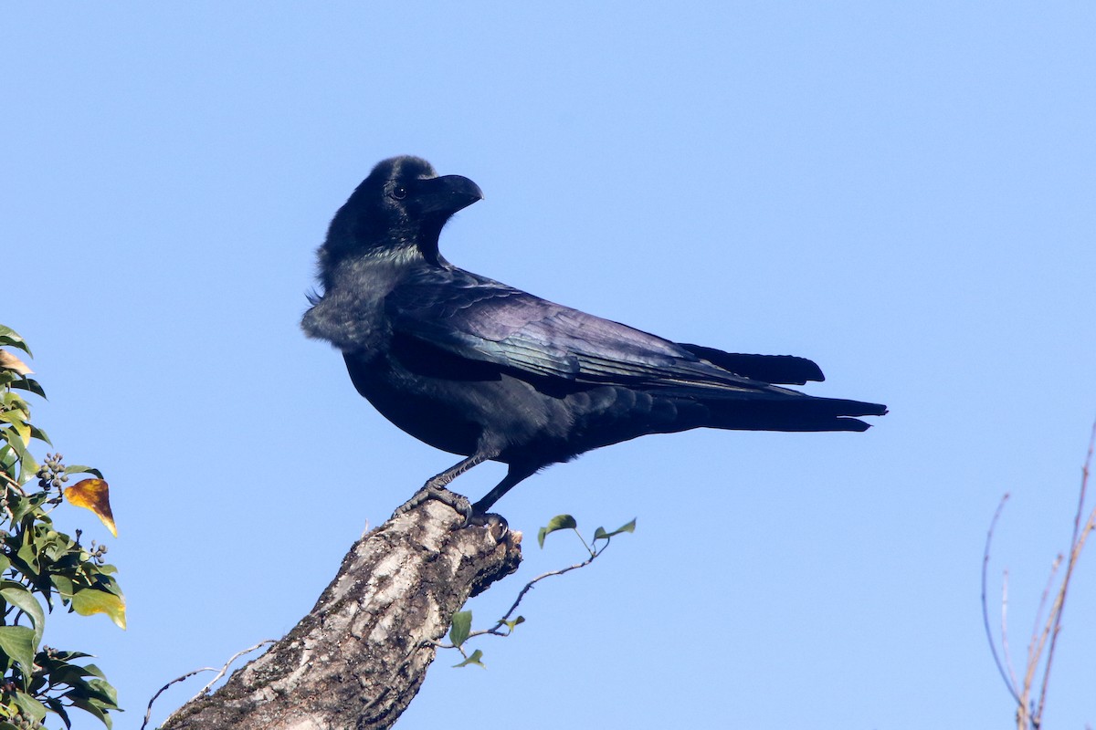 Large-billed Crow - ML613253185