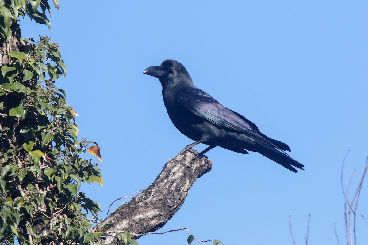 Large-billed Crow - ML613253187