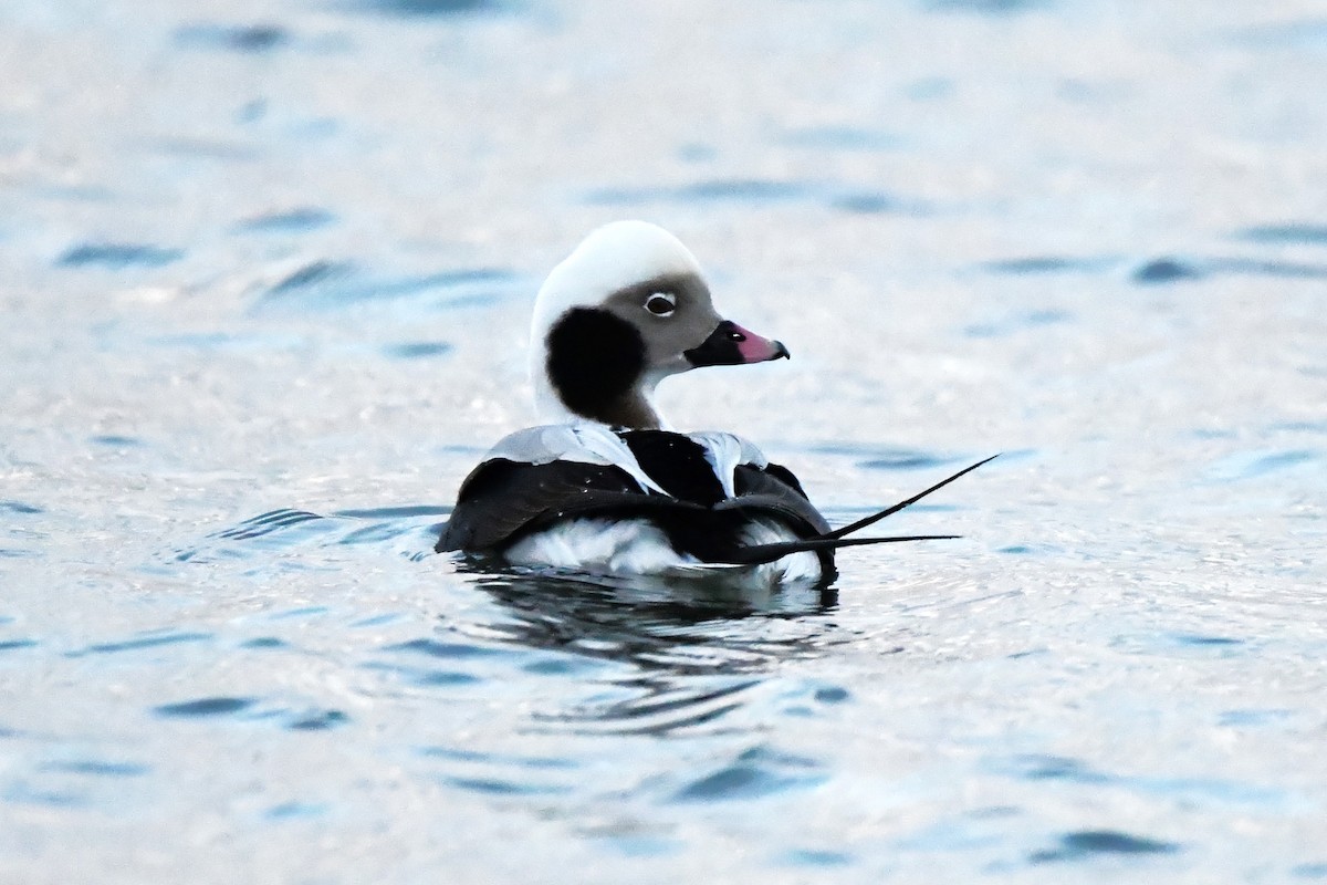 Long-tailed Duck - ML613253349