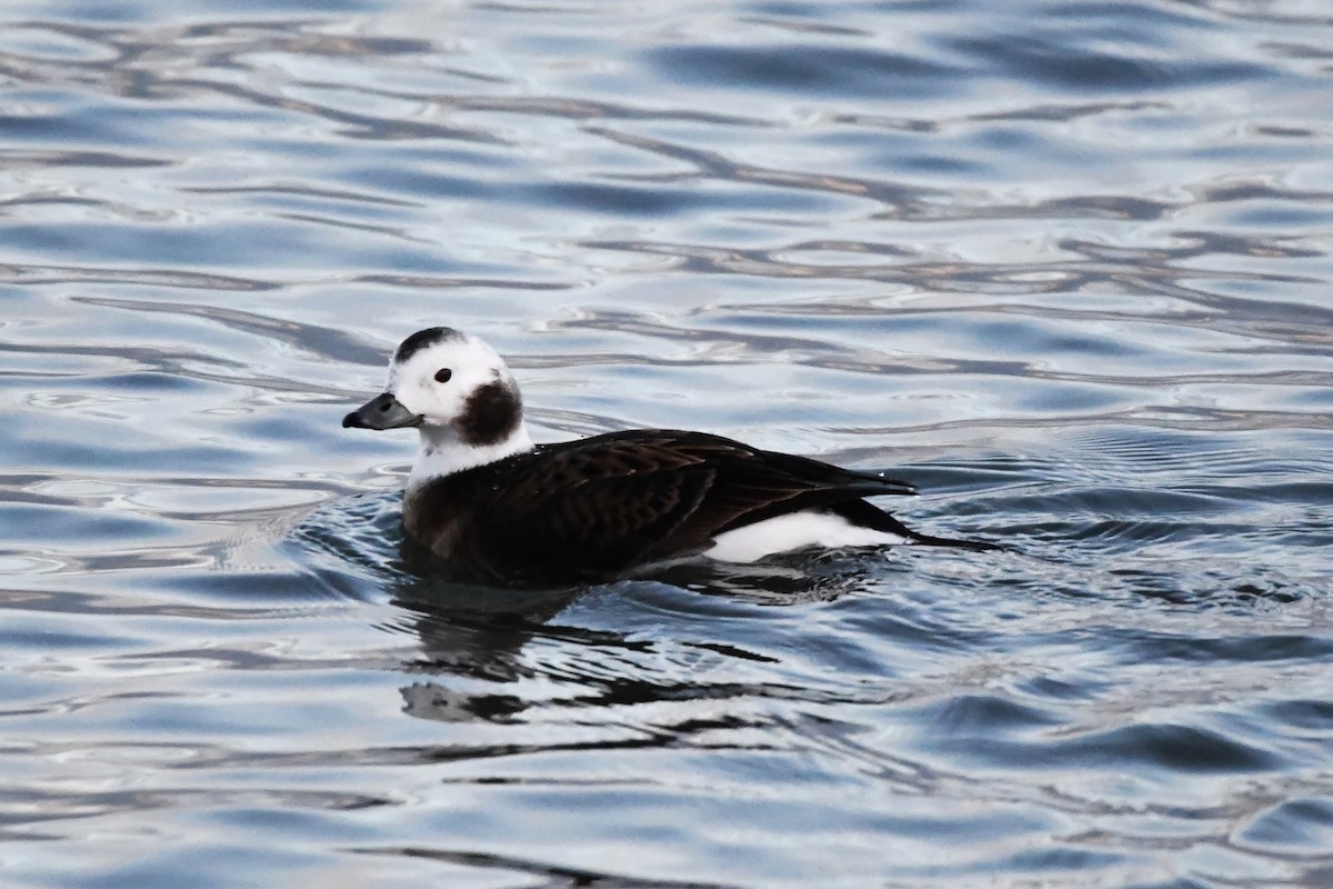 Long-tailed Duck - ML613253350