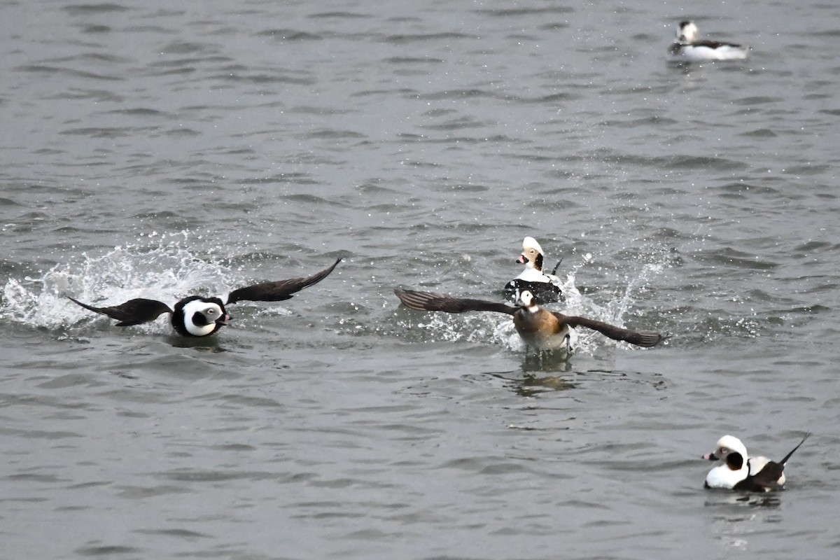 Long-tailed Duck - ML613253351