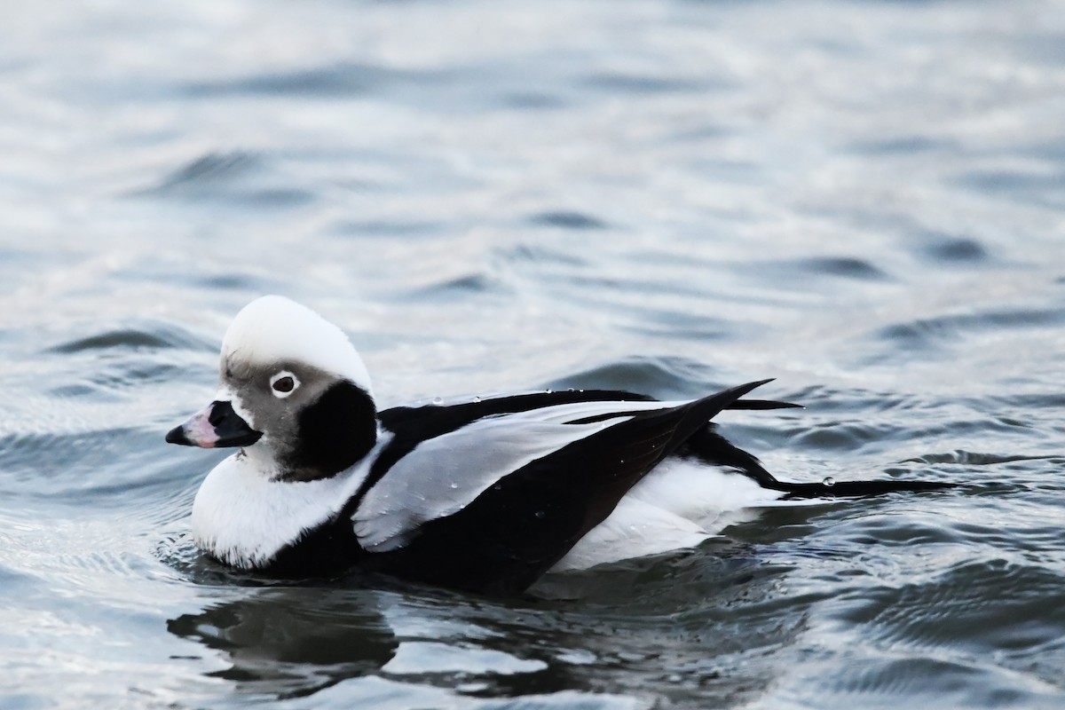 Long-tailed Duck - ML613253352