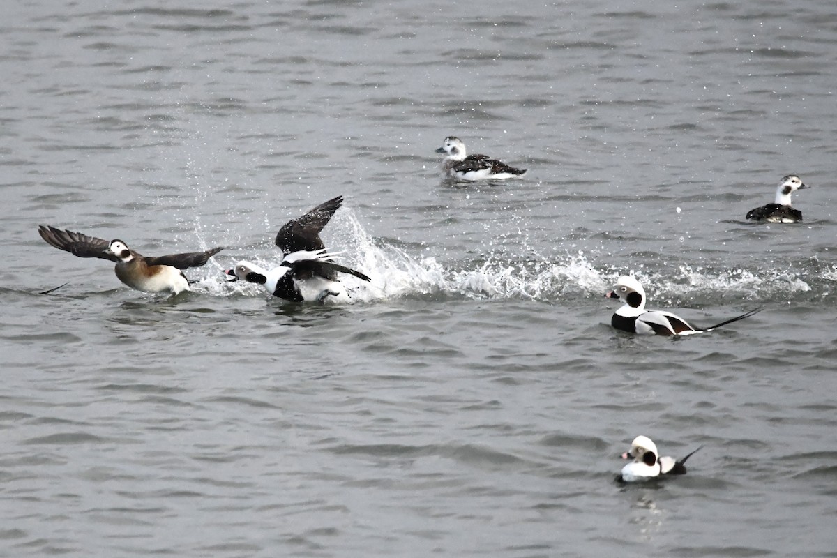 Long-tailed Duck - ML613253353