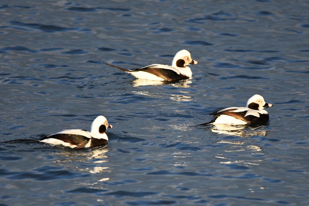 Long-tailed Duck - ML613253354