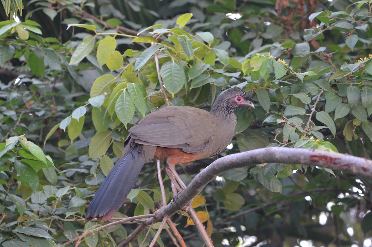 Rufous-bellied Chachalaca - Ron Blakely