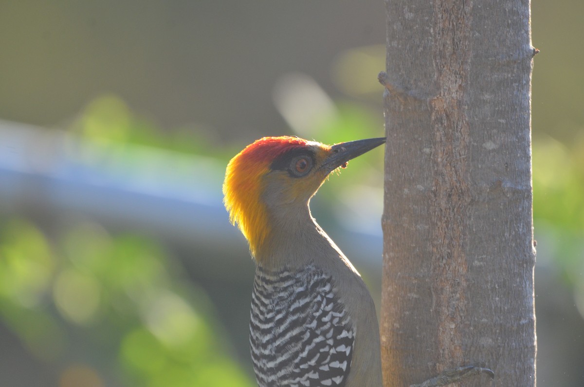 Golden-cheeked Woodpecker - Ron Blakely