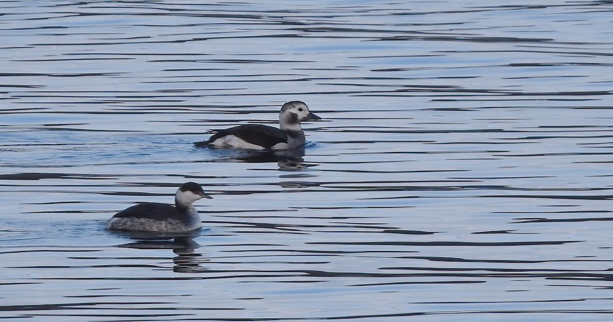 Long-tailed Duck - ML613253547