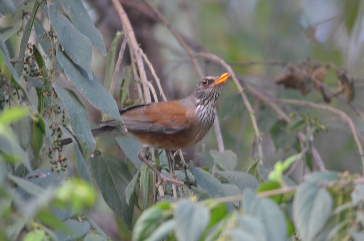 Rufous-backed Robin - Ron Blakely
