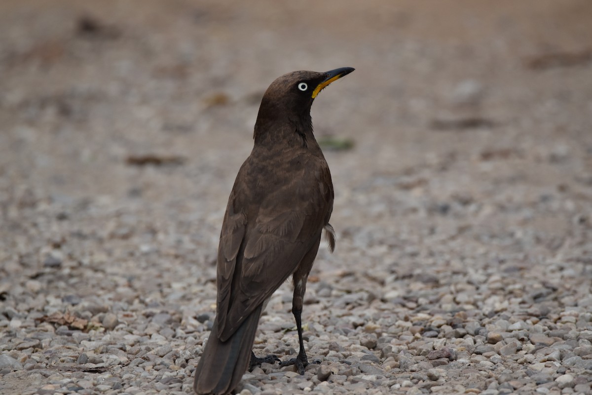 African Pied Starling - ML613253701