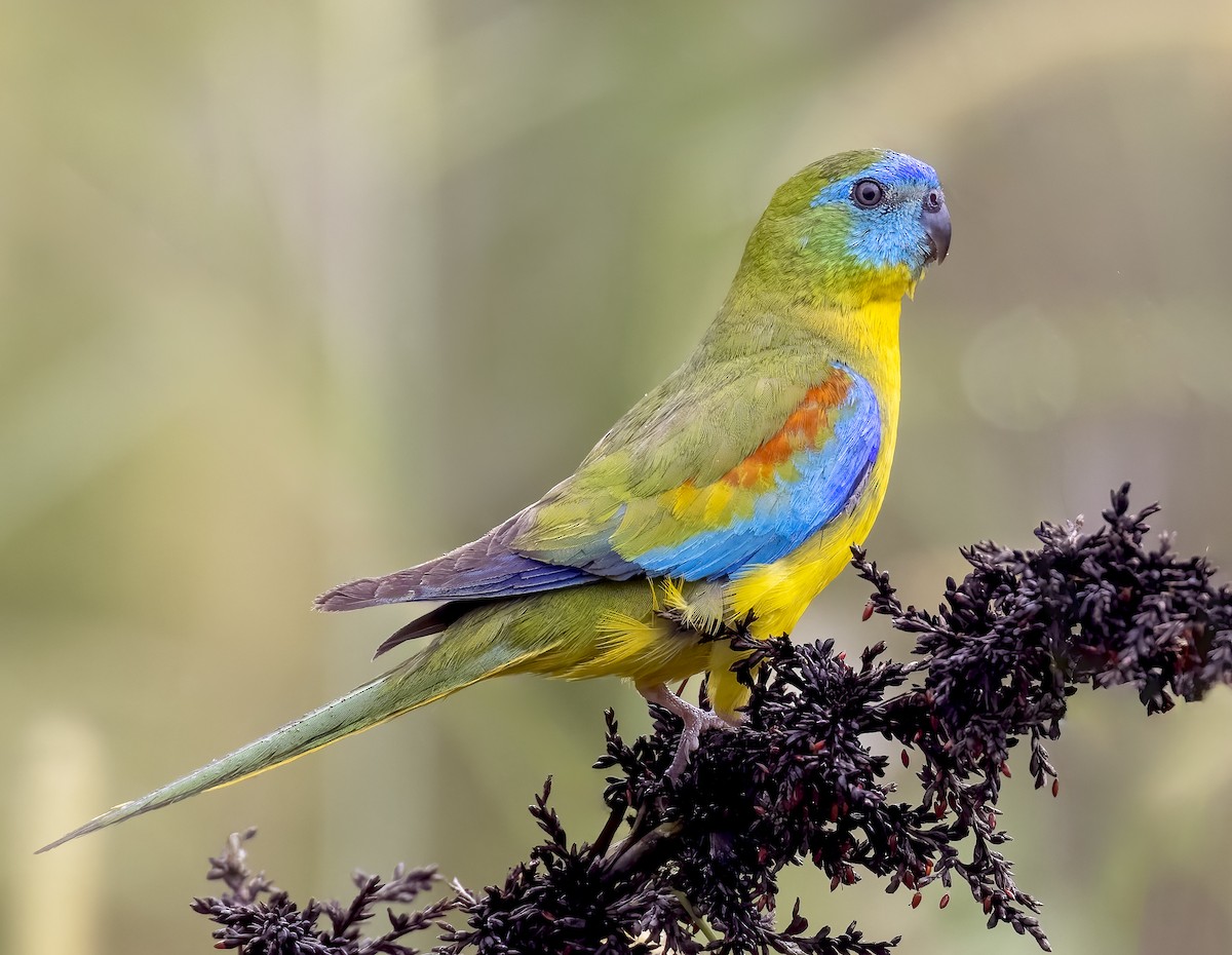 Turquoise Parrot - ML613253912