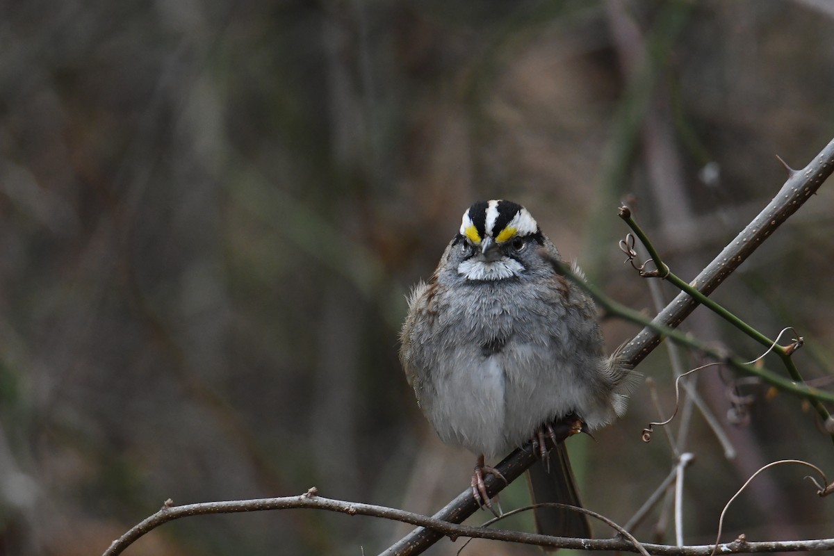 White-throated Sparrow - ML613253953