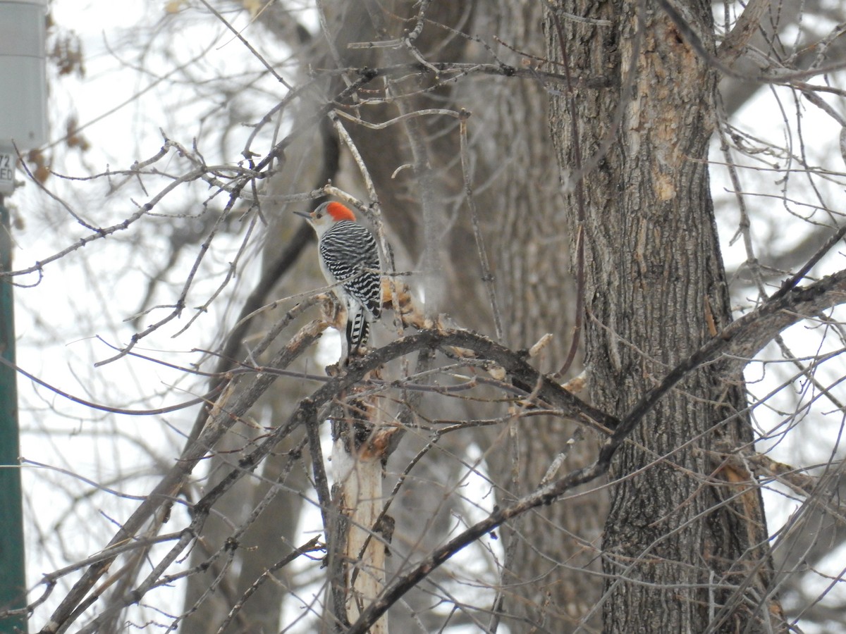 Red-bellied Woodpecker - ML613254190