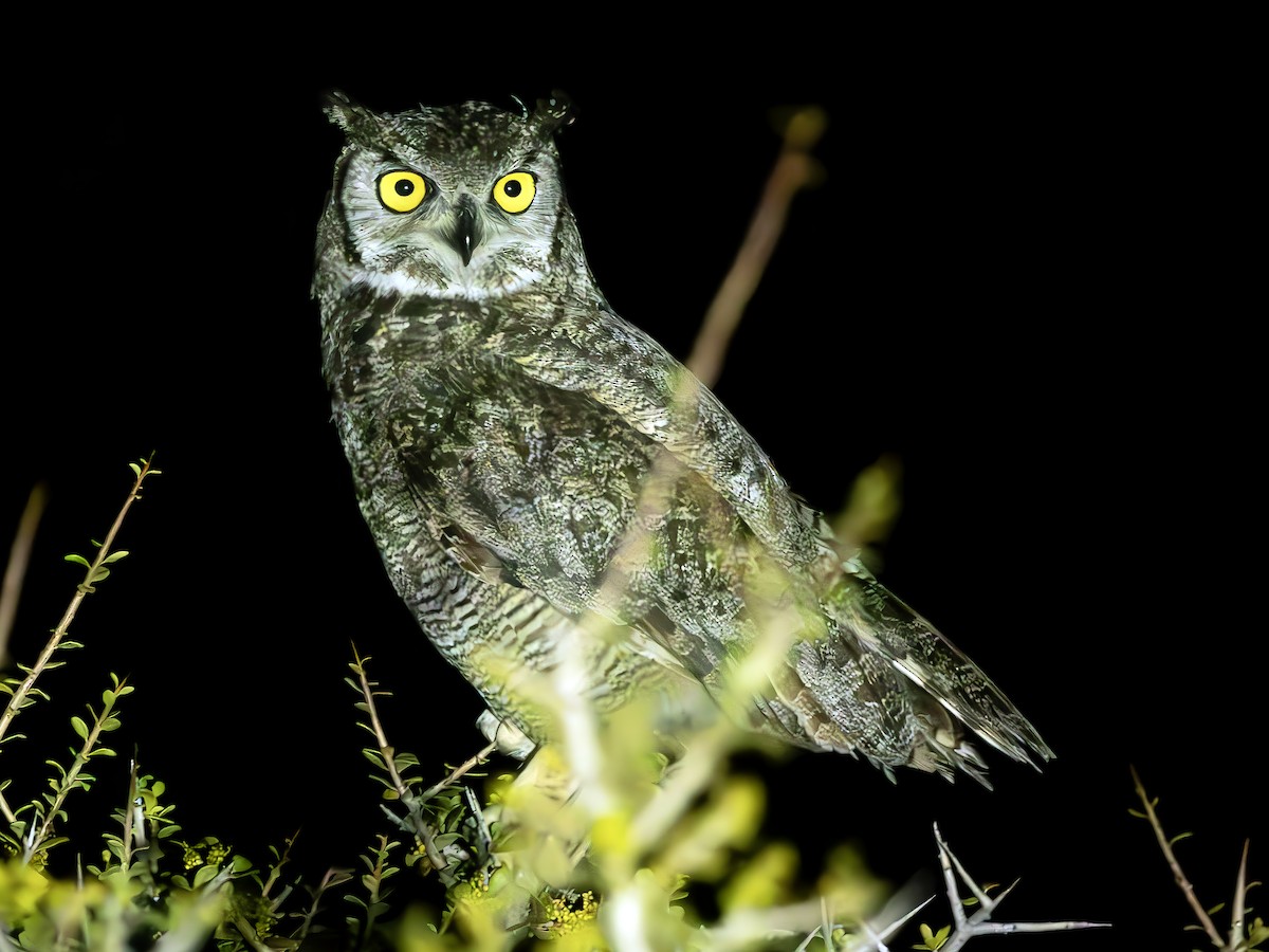 Lesser Horned Owl - ML613254371