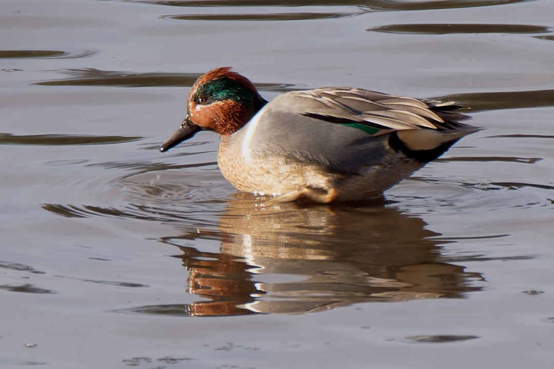 Green-winged Teal - ML613254601