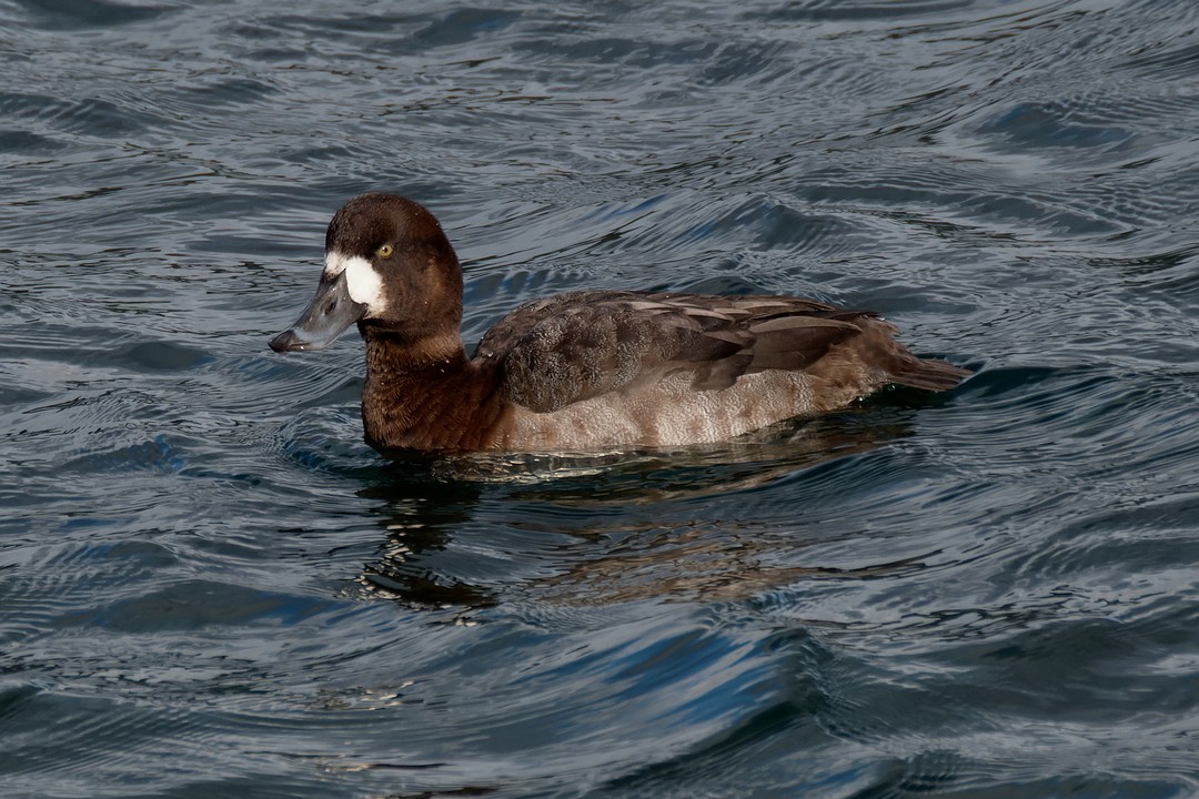 Greater Scaup - ML613254636