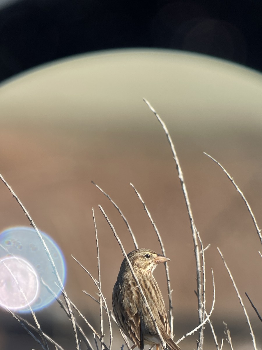 Savannah Sparrow (Large-billed) - Kristy Case