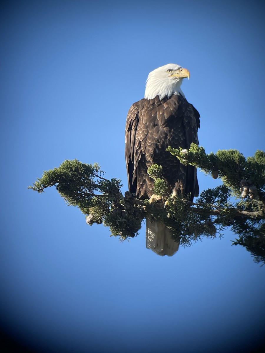 eBird Checklist 7 Jan 2024 Morro Bay SPMarina/Boardwalk Trail 9