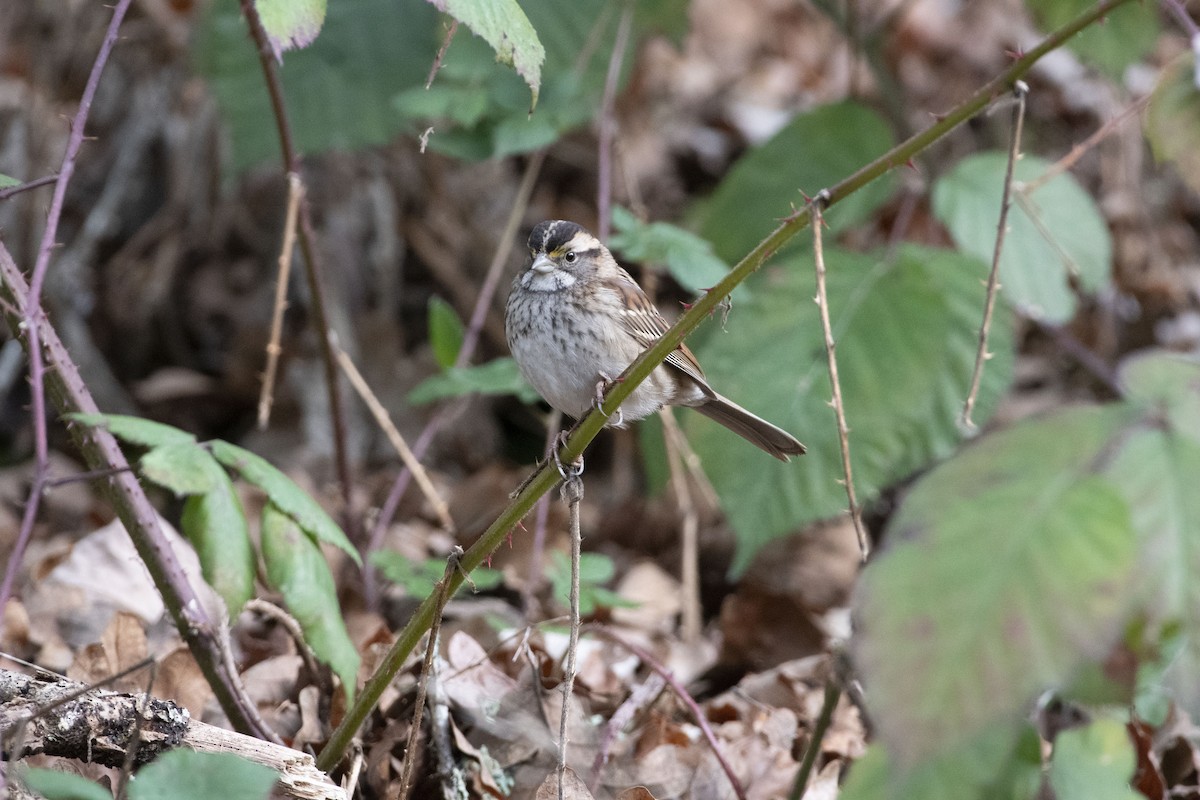 White-throated Sparrow - ML613255115