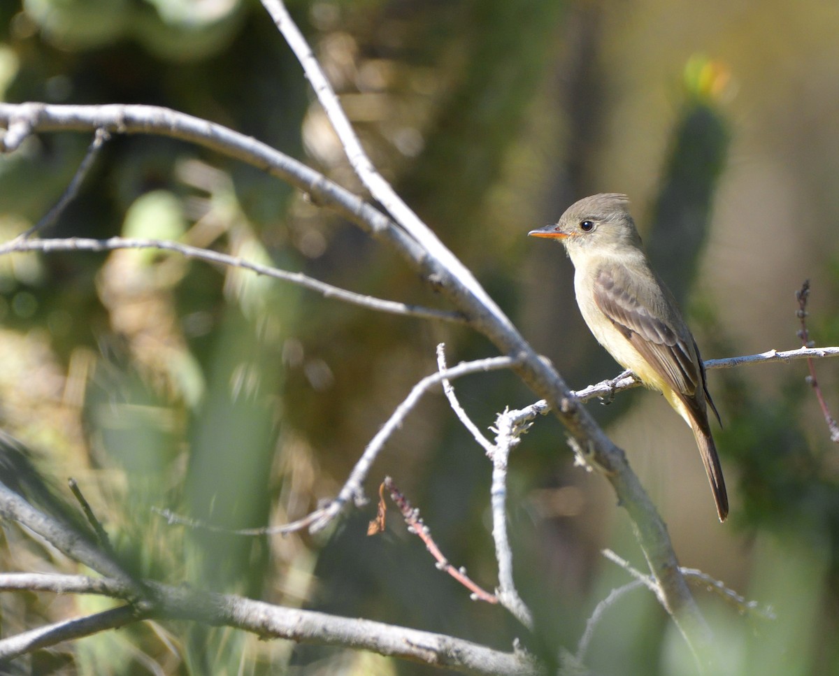 Greater Pewee (Mexican) - ML613255261