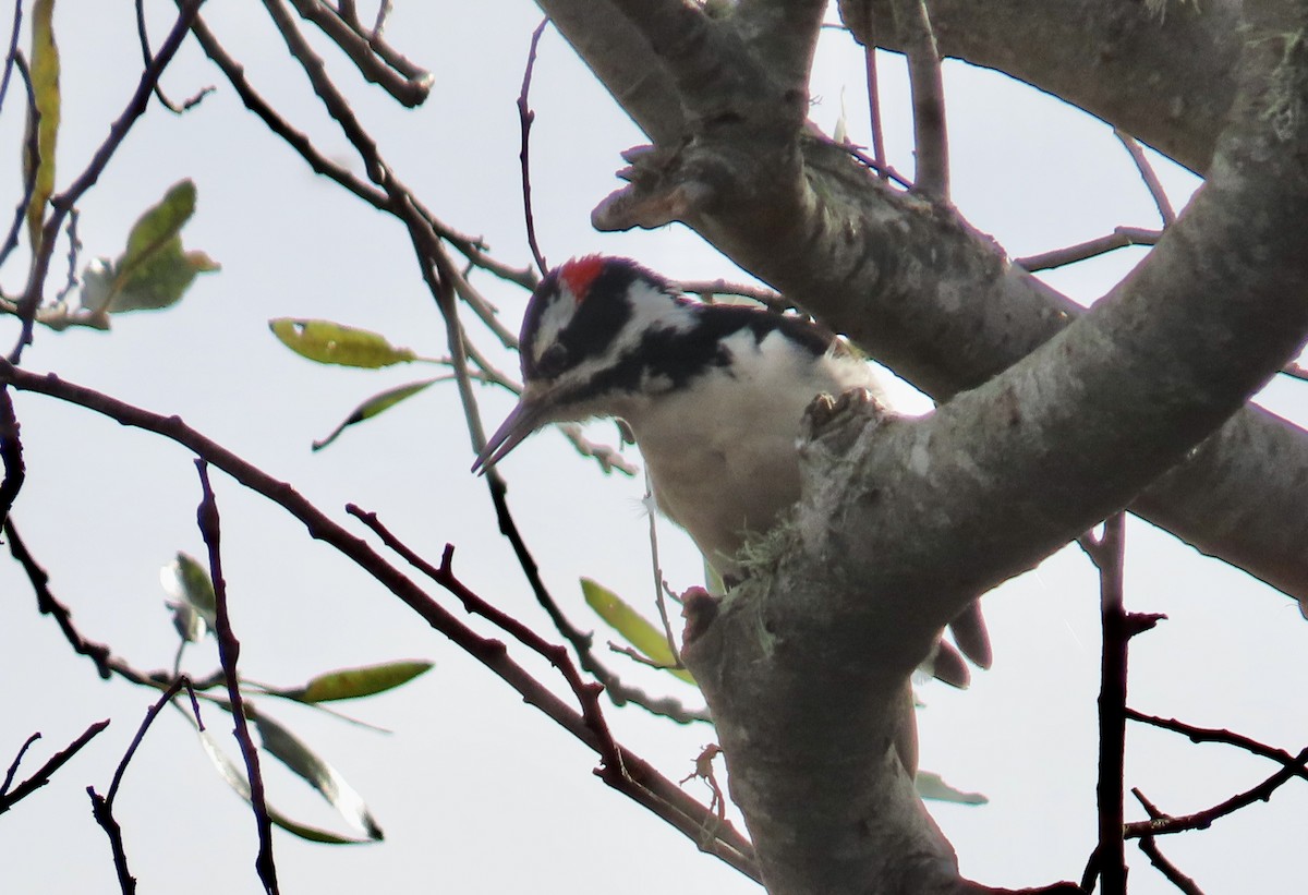 Hairy Woodpecker - ML613255331