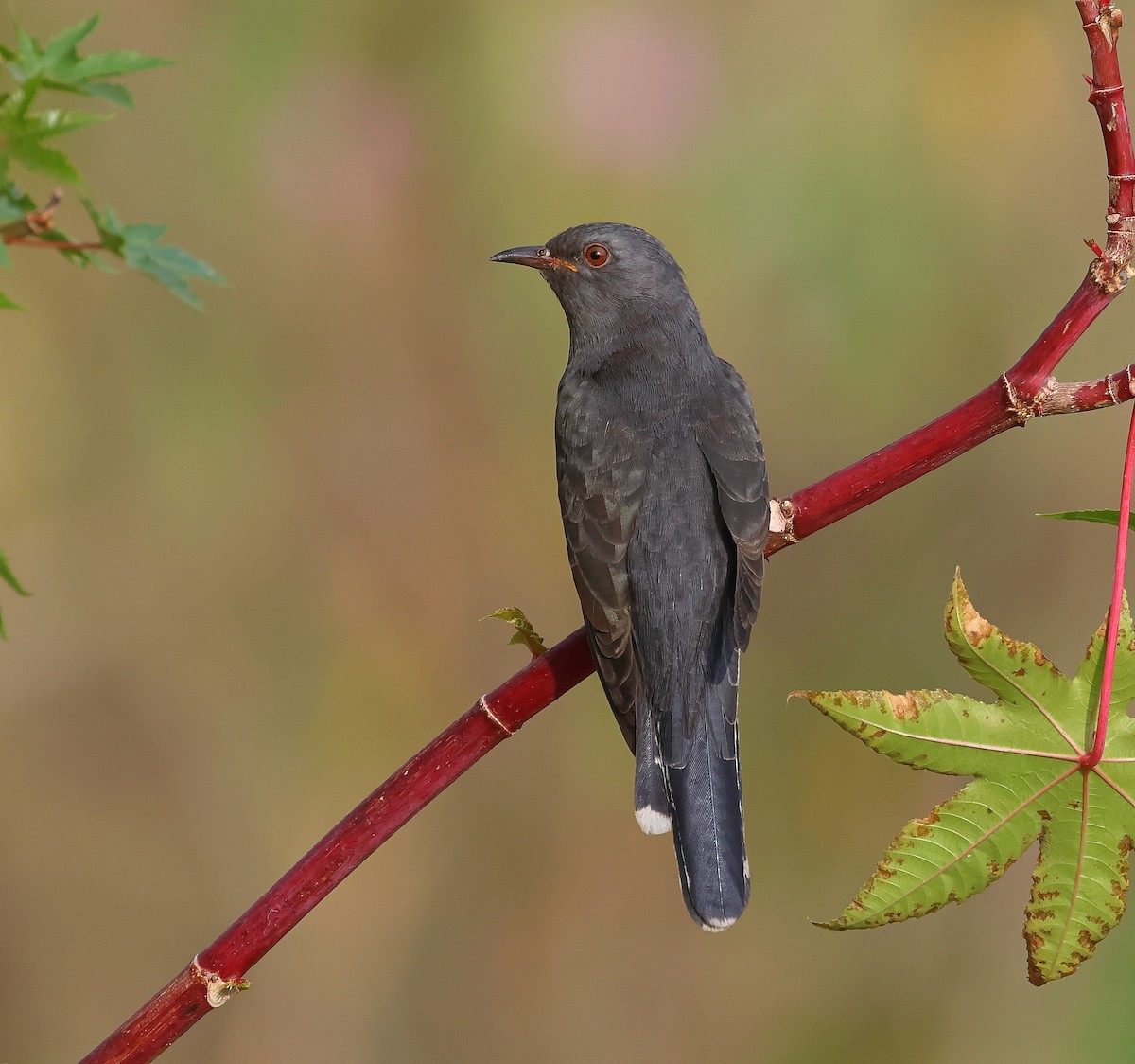Gray-bellied Cuckoo - ML613255869