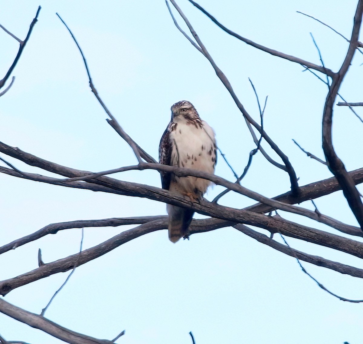 Red-tailed Hawk - Mark  Ludwick