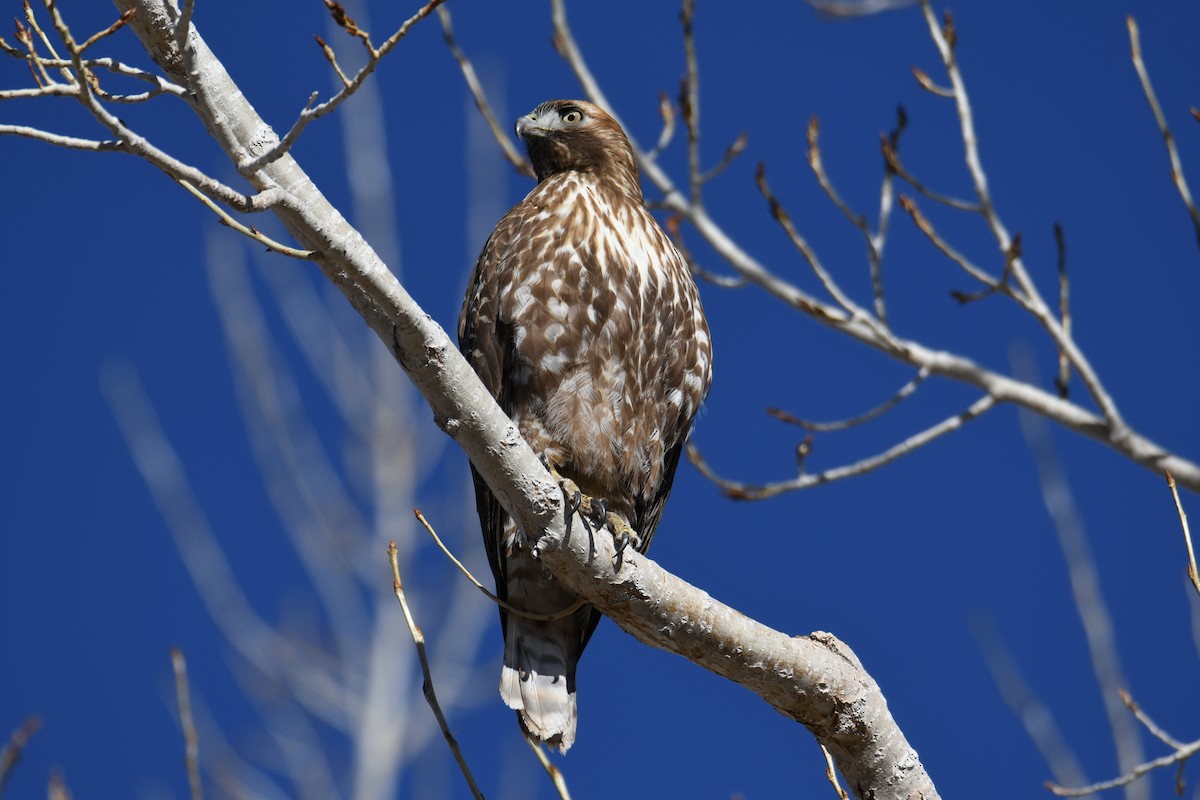 Red-tailed Hawk - ML613256107